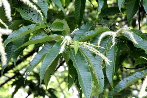 栗子樹葉|馬拉巴栗:形態特徵,生長環境,分布範圍,近種區別,繁殖方法,扦插法,。